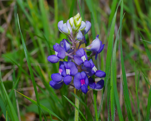 Lupinus texensis