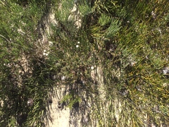 Leucospermum hypophyllocarpodendron canaliculatum