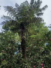Cyathea cunninghamii