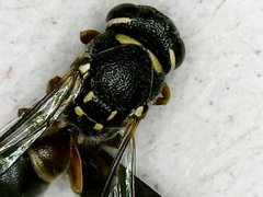 Paraleptomenes miniatus