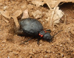 Physomeloe corallifer