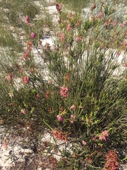 Erica mammosa