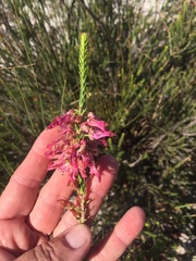 Erica mammosa