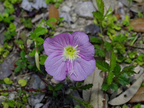 Oenothera speciosa