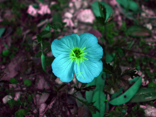 Oenothera speciosa