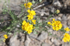 Psilostrophe gnaphalodes