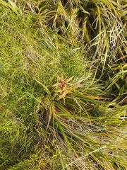Aciphylla hookeri