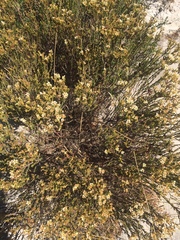 Diosma oppositifolia