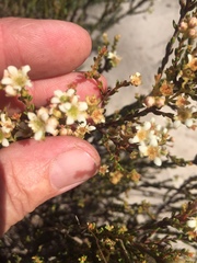 Diosma oppositifolia