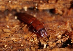 Prostomis mandibularis