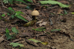 Galeropsidaceae