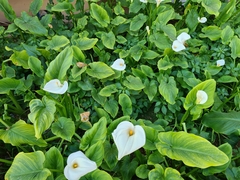 Zantedeschia aethiopica