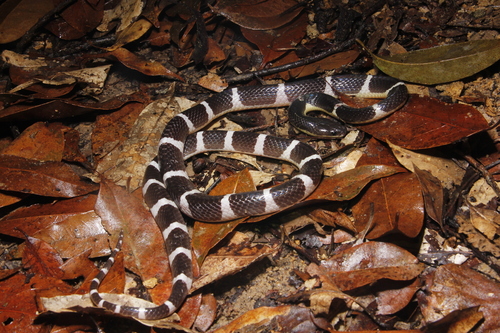 Bungarus sagittatus