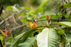 Charaxes marmax