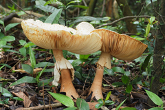 Amanita macrocarpa
