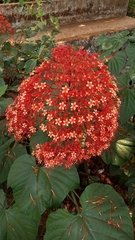Clerodendrum paniculatum