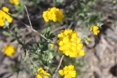 Psilostrophe gnaphalodes