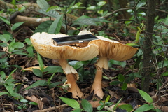 Amanita macrocarpa