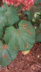 Clerodendrum paniculatum