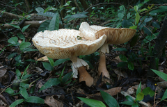 Amanita macrocarpa