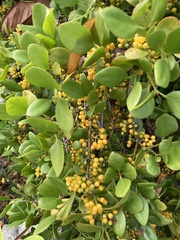 Ileostylus micranthus