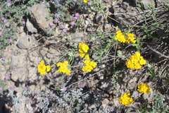 Psilostrophe gnaphalodes