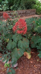 Clerodendrum paniculatum