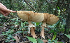 Amanita macrocarpa