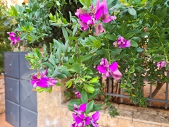 Polygala myrtifolia