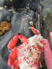 Eurynolambrus australis