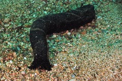 Holothuria leucospilota