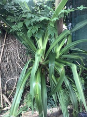 Crinum pedunculatum