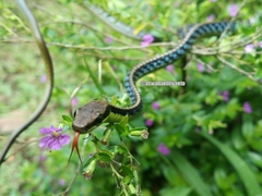 Dendrelaphis underwoodi