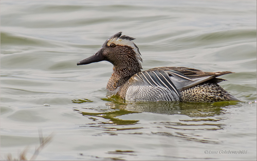 Garganey