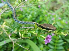 Dendrelaphis underwoodi