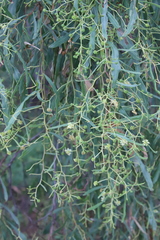Acacia difformis