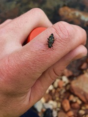 Nascioides enysi