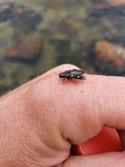 Nascioides enysi
