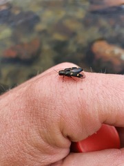 Nascioides enysi