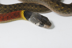 Heller's Red-Necked Keelback photo 3