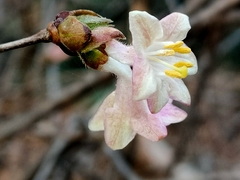 Lonicera elisae