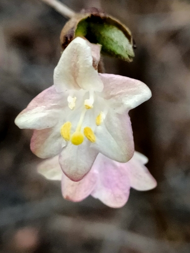 Lonicera elisae, photograph 1