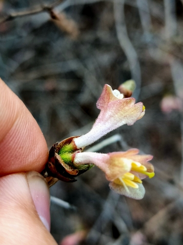 Lonicera elisae, photograph 2