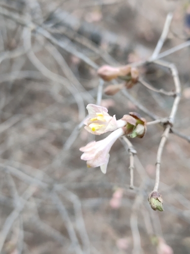 Lonicera elisae, photograph 3