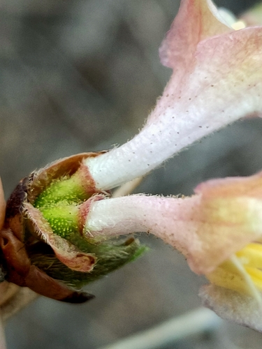 Lonicera elisae, photograph 4
