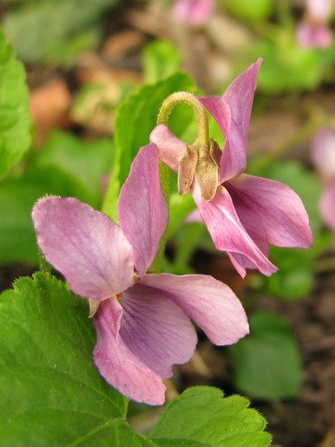 Kvapioji našlaitė nuotrauka