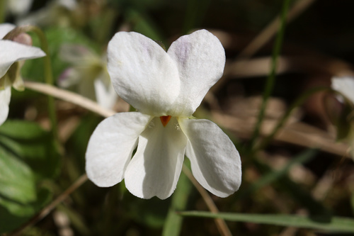 Kvapioji našlaitė nuotrauka