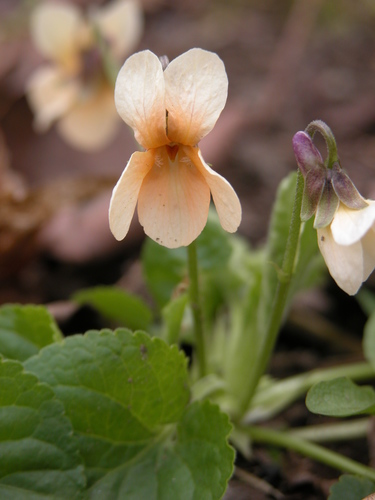 Kvapioji našlaitė nuotrauka