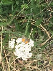 Paranotoreas brephosata