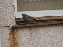 Monticola solitarius